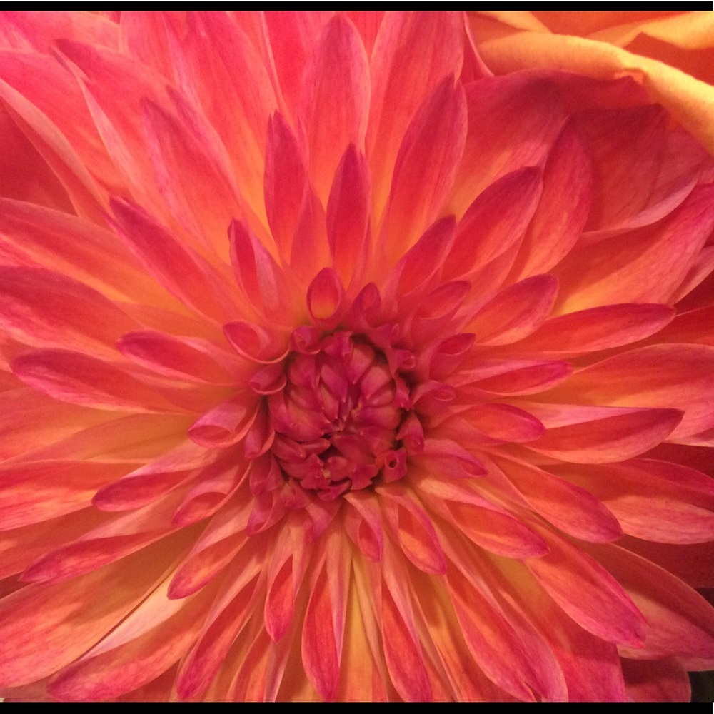 Meet your Posher, Mia